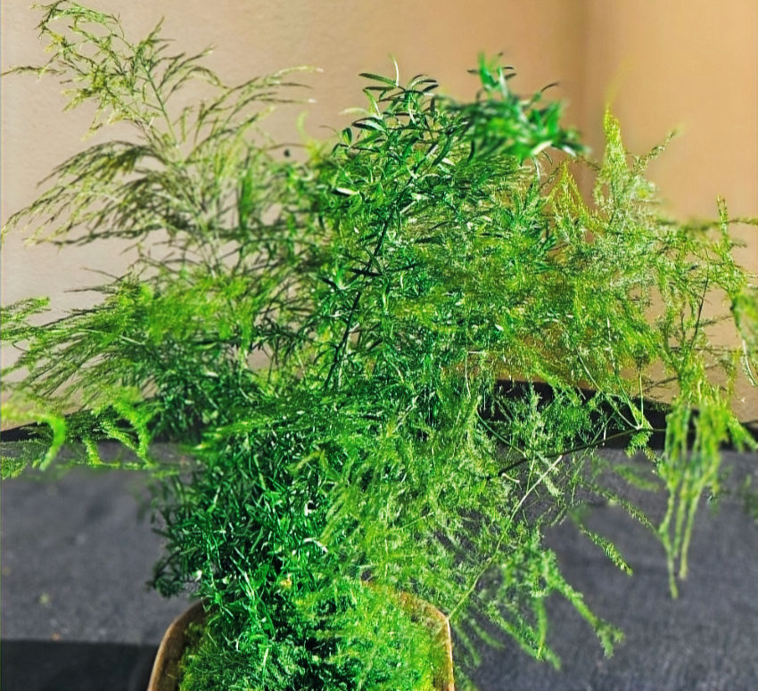 preserved mixed ferns in a 4 inch kokedama ball sitting on a birch slice