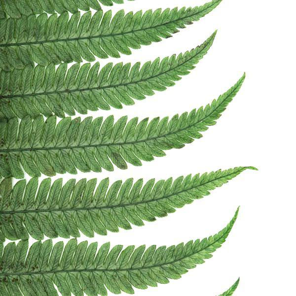 1 parchment fern closeup