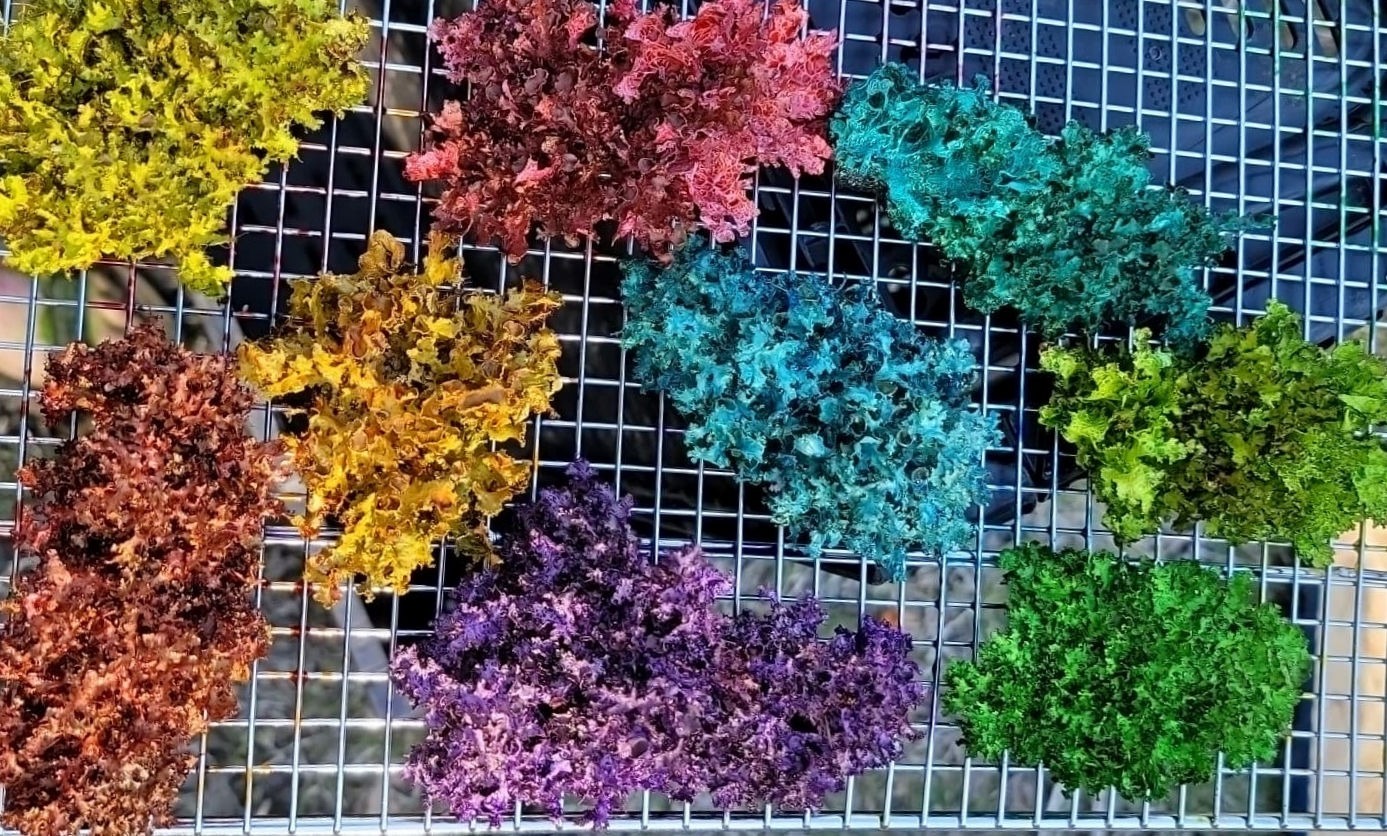 Tree lichens dyed assorted colors