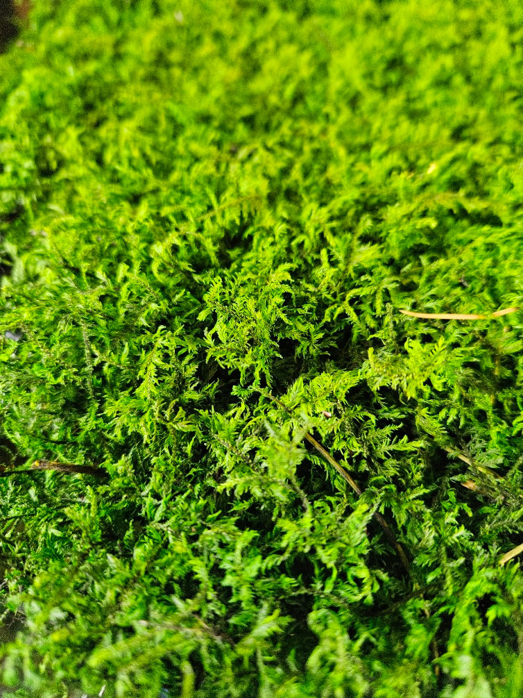 Preserved sheet fern moss.