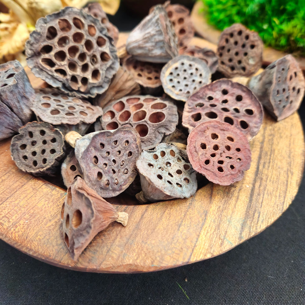 tiny lotus pods dried 1 to 2 inches