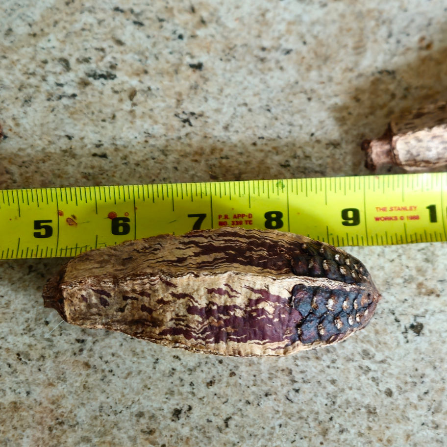 Natural dried Mahogany Pods