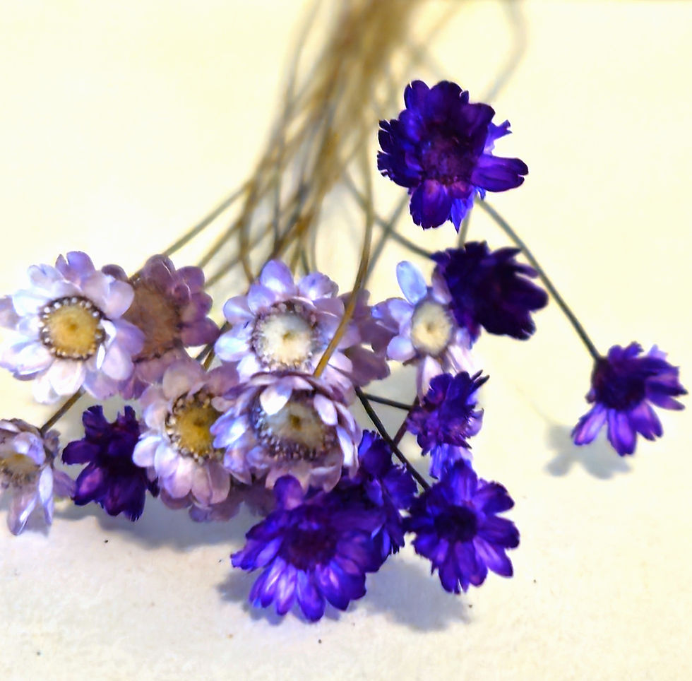 lavender and purple star flowers