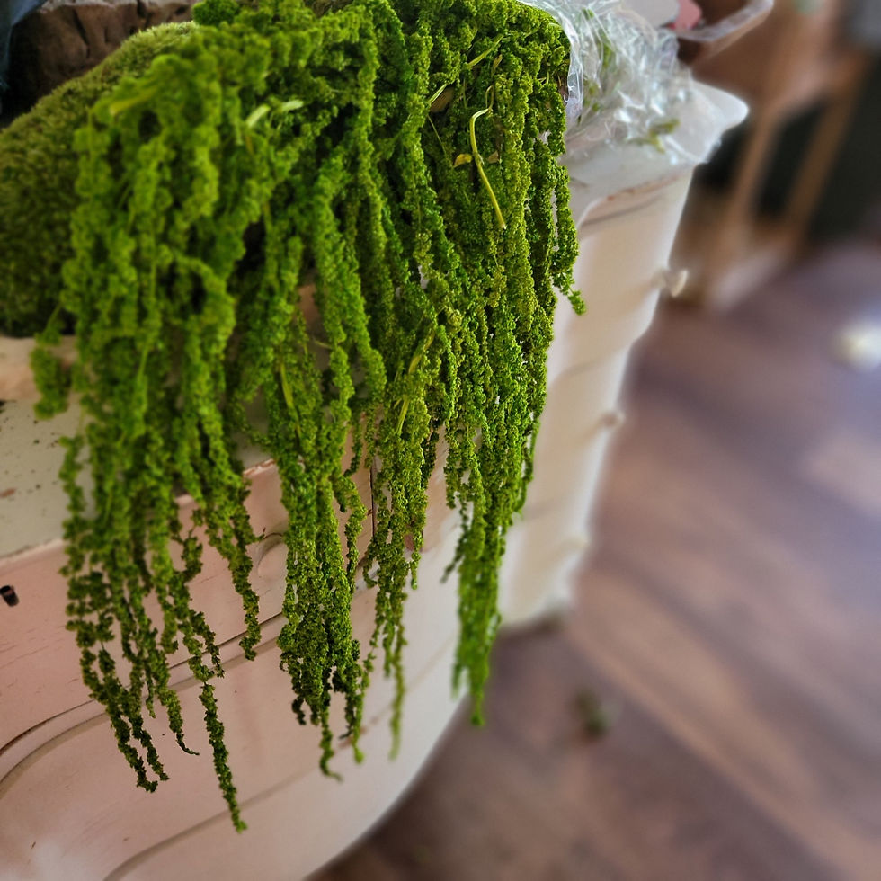 Hanging Amaranthus-Dried & Preserved floral-Spring green-Dark green