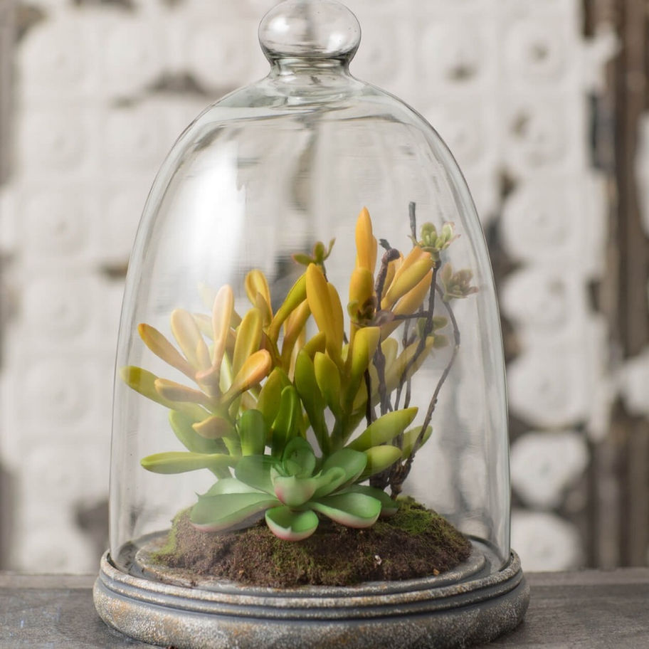 10" Glass cloche with artificail succulents inside.