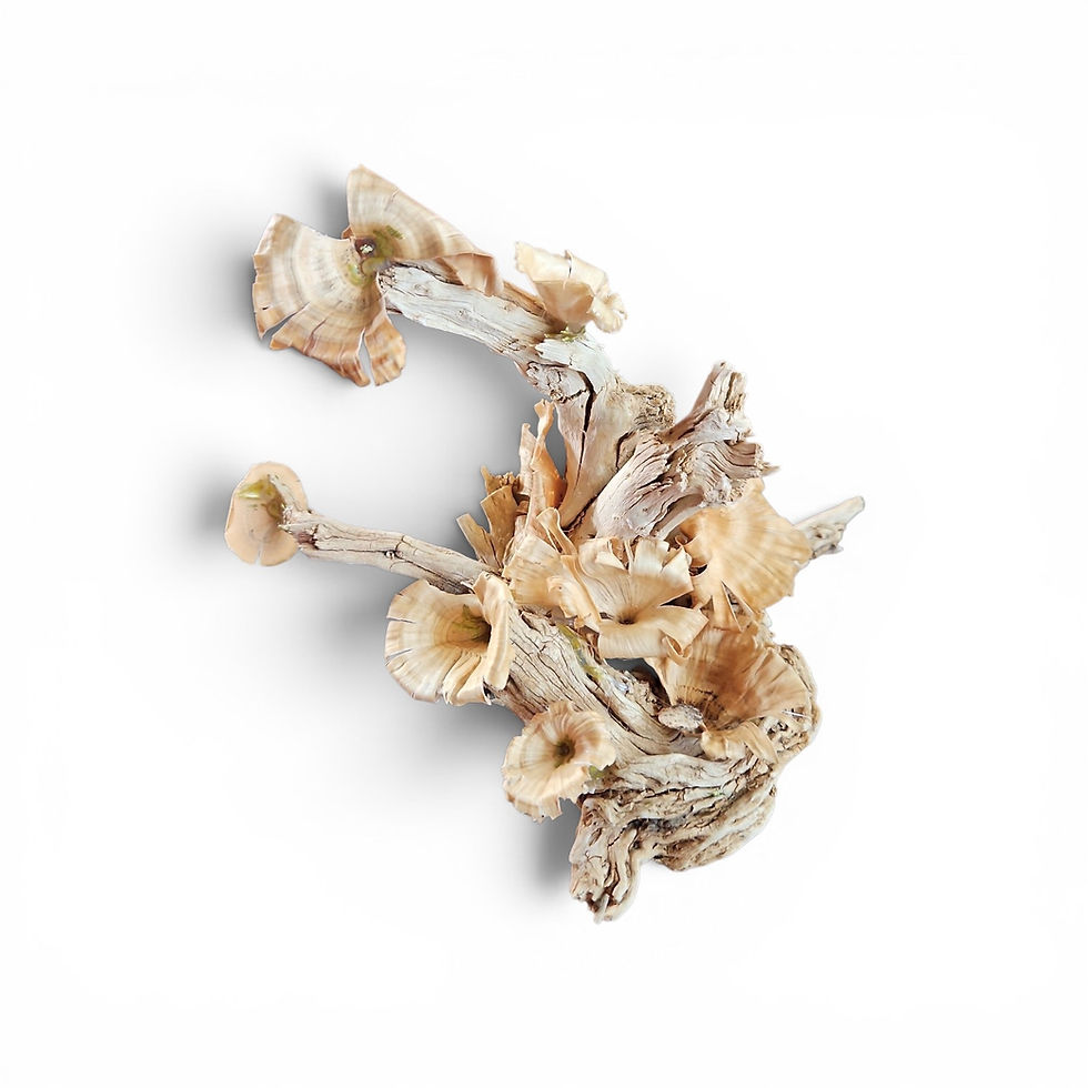 Bleached driftwood and golden mushrooms sculpture