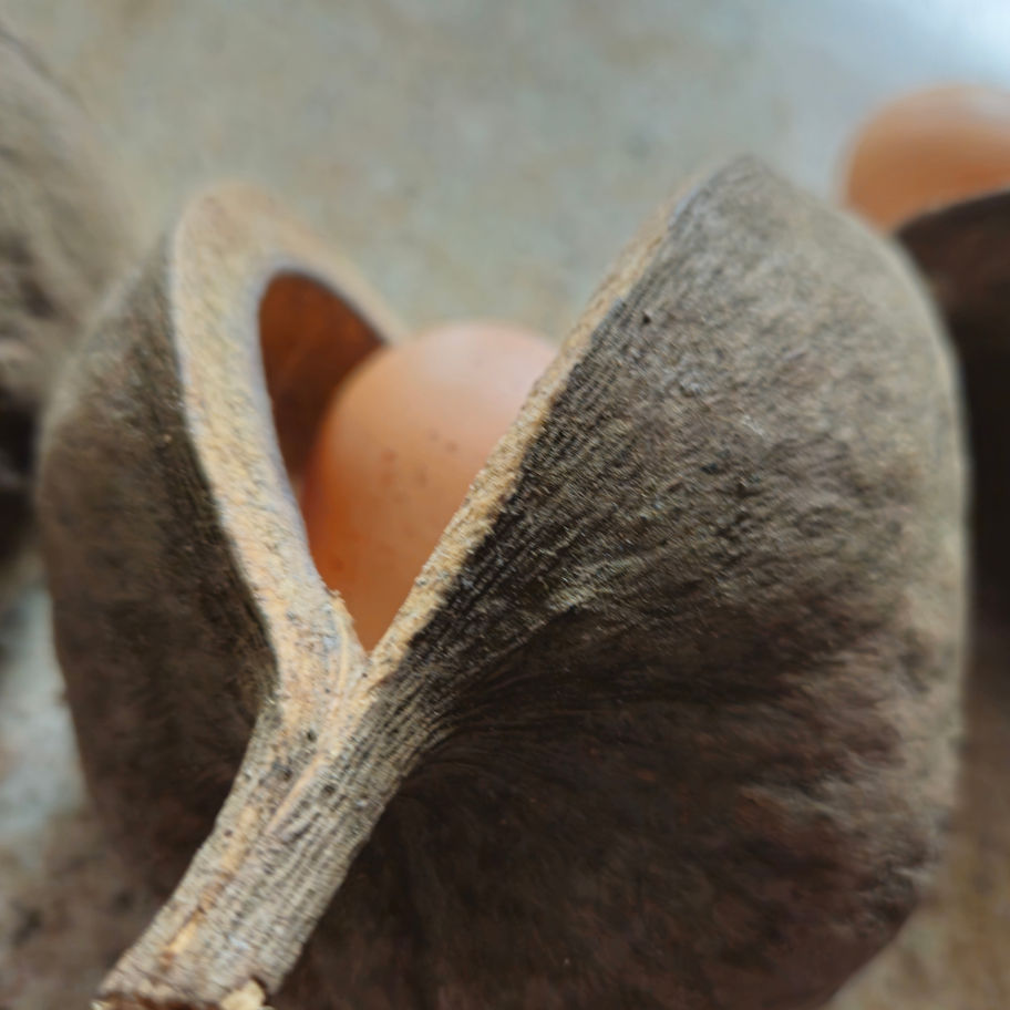 Naturally dried buddha pods