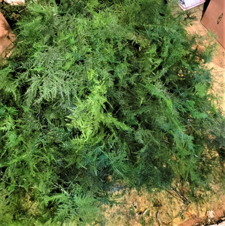 Preserved Plumosa fern stems