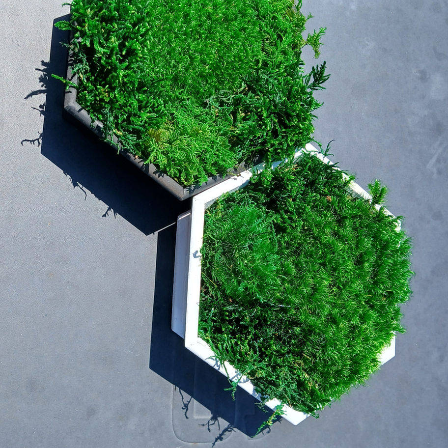 moss filled wood hexagons filled with preserved moss & botanicals