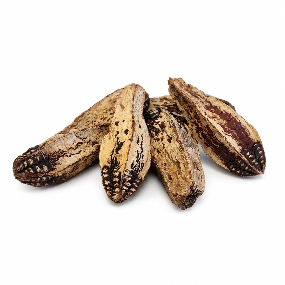 Natural dried Mahogany Pods
