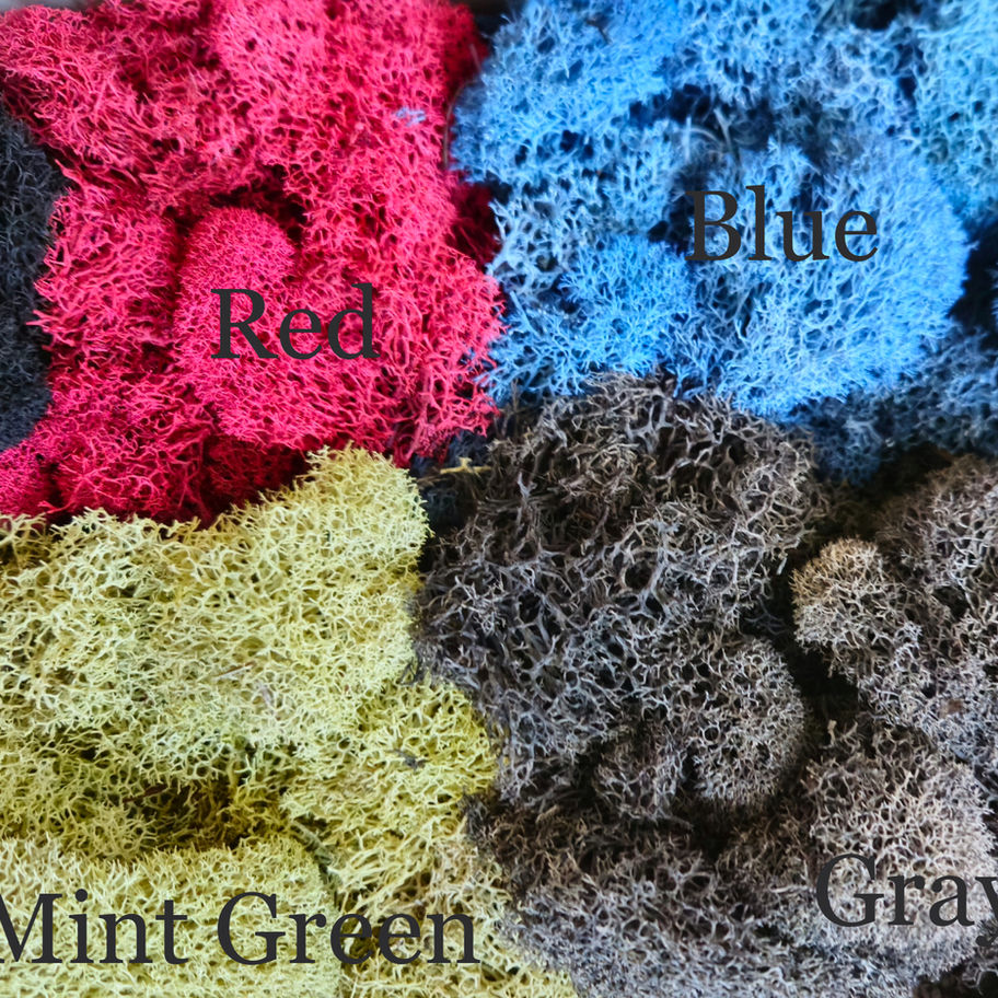 reindeer moss in blue red gray and mint
