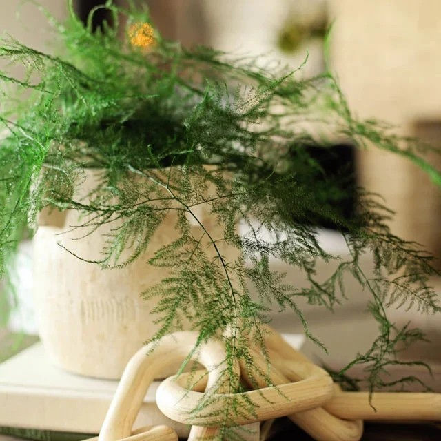 Preserved Plumosa fern stems