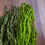 Thumbnail: Hanging Amaranthus-Dried & Preserved floral-Spring green-Dark green