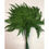 Thumbnail: Preserved Mini Fern 10x16 10 stems per bunch  Dried fern stems