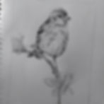 Thumbnail: Siskin - Limited Edition Original Reduction Print