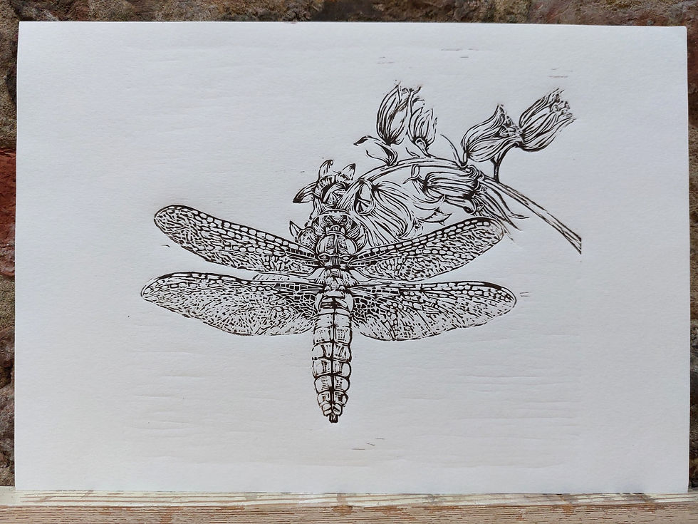 Thumbnail: Broad-Bodied Chaser - Original Print