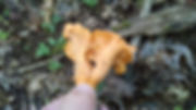 Chanterelle mushroom