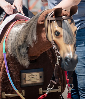 SamMacInnisPhotography_SilverwoodArabians-137 (1).jpg