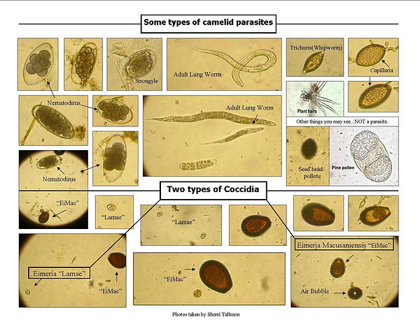 microscopic.jpg