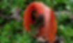 An Image of a red stinkhorn mushroom.