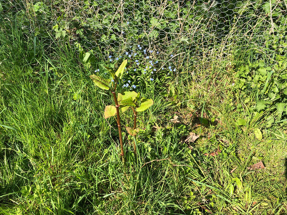 Spot the Japanese knotweed in Beckenham...