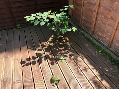 Japanese knotweed near Streatham: Managing is the key