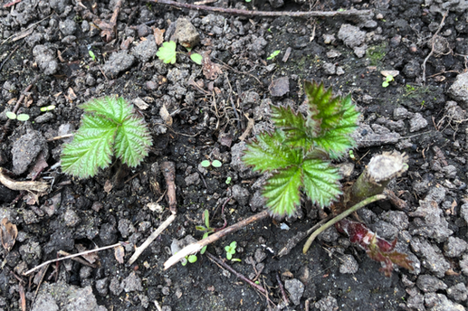 Bramble leaves emerging in garden in Beckenham