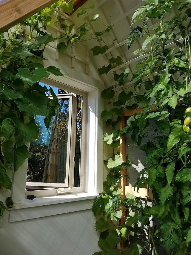 Cukes, grapevine, and tomatoes