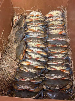 Soft Shell Crabs