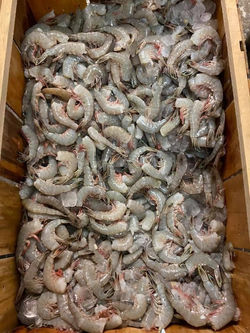 Local Shrimp
