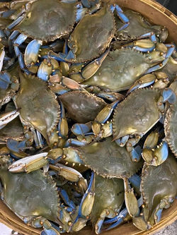 Live Crabs