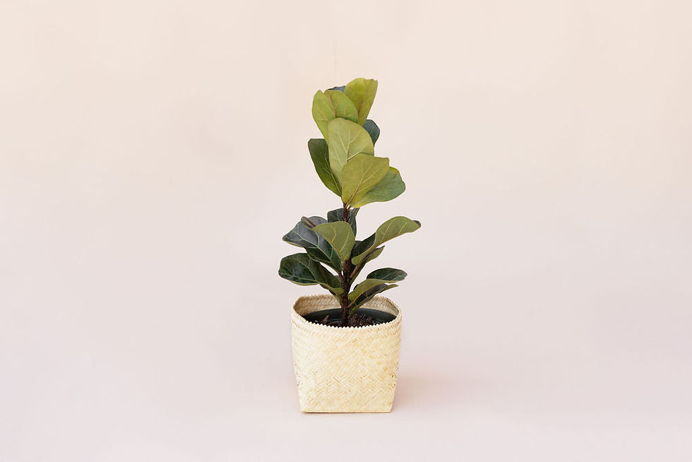 6" Fiddle Leaf Fig + Basket