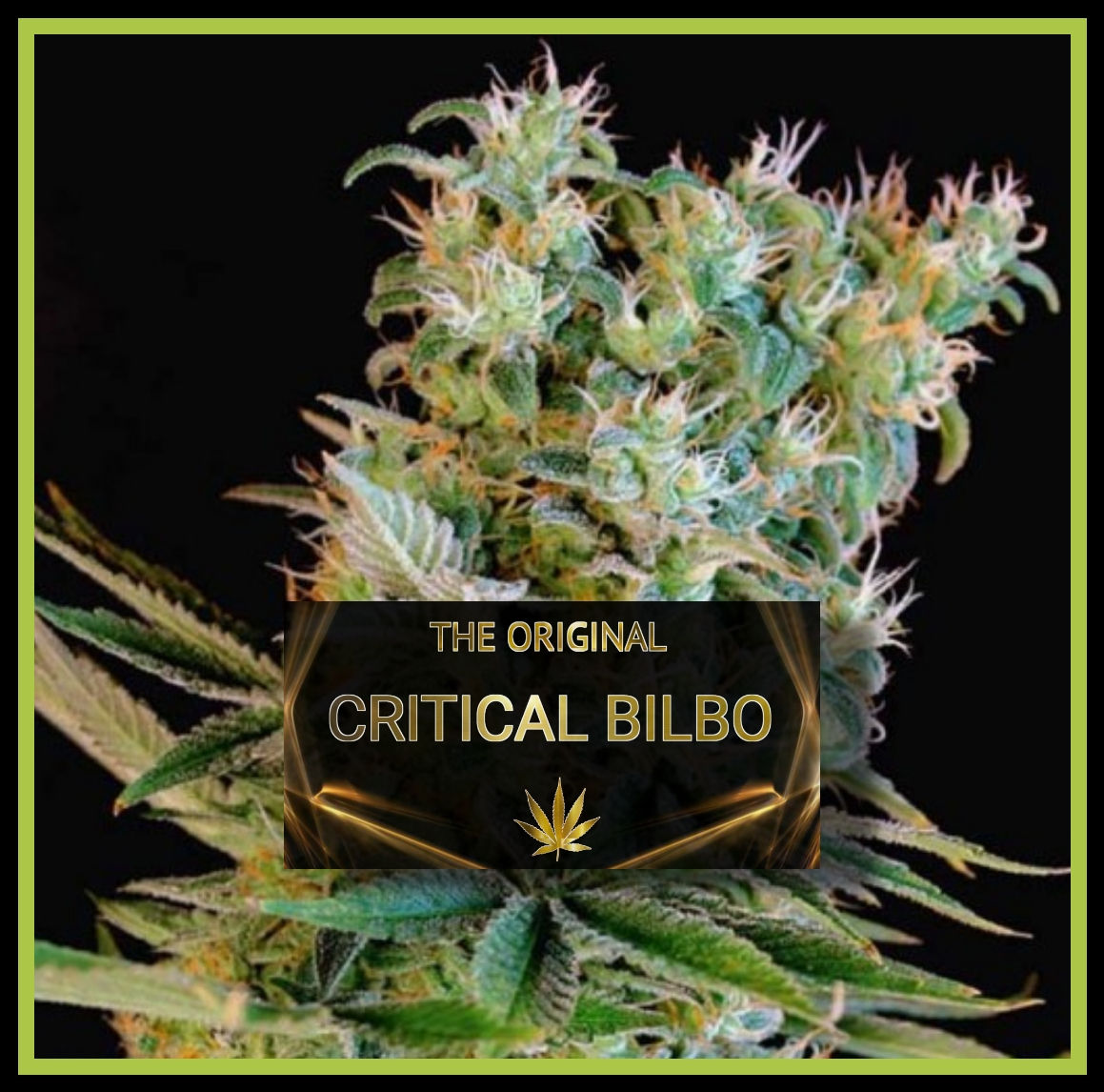 CRITICAL BILBO