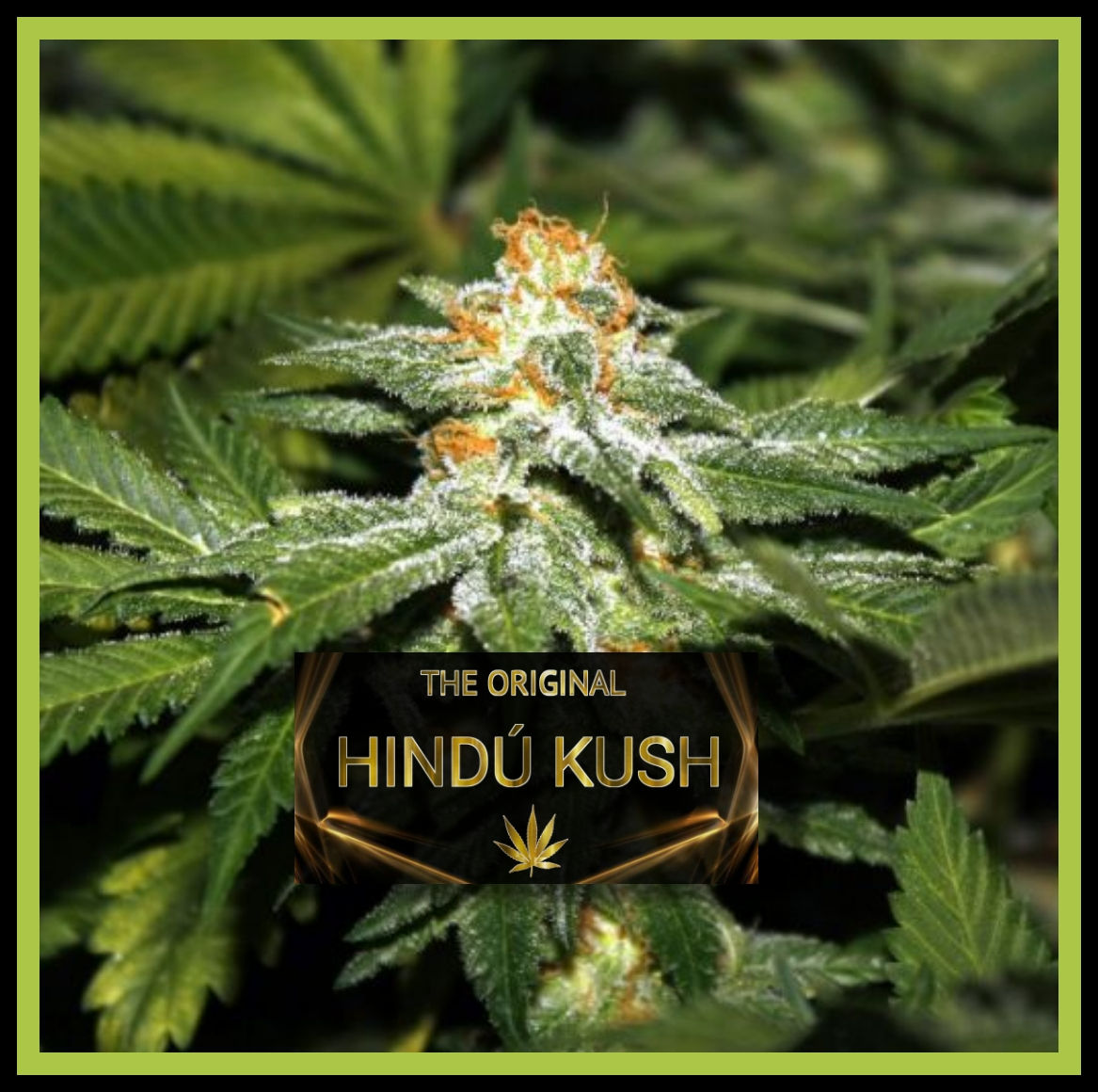 HINDÚ KUSH