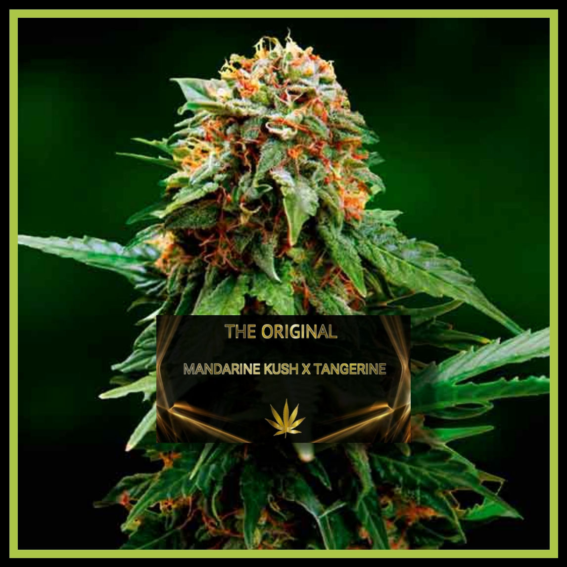 MANDARINE KUSH X TANGERINE