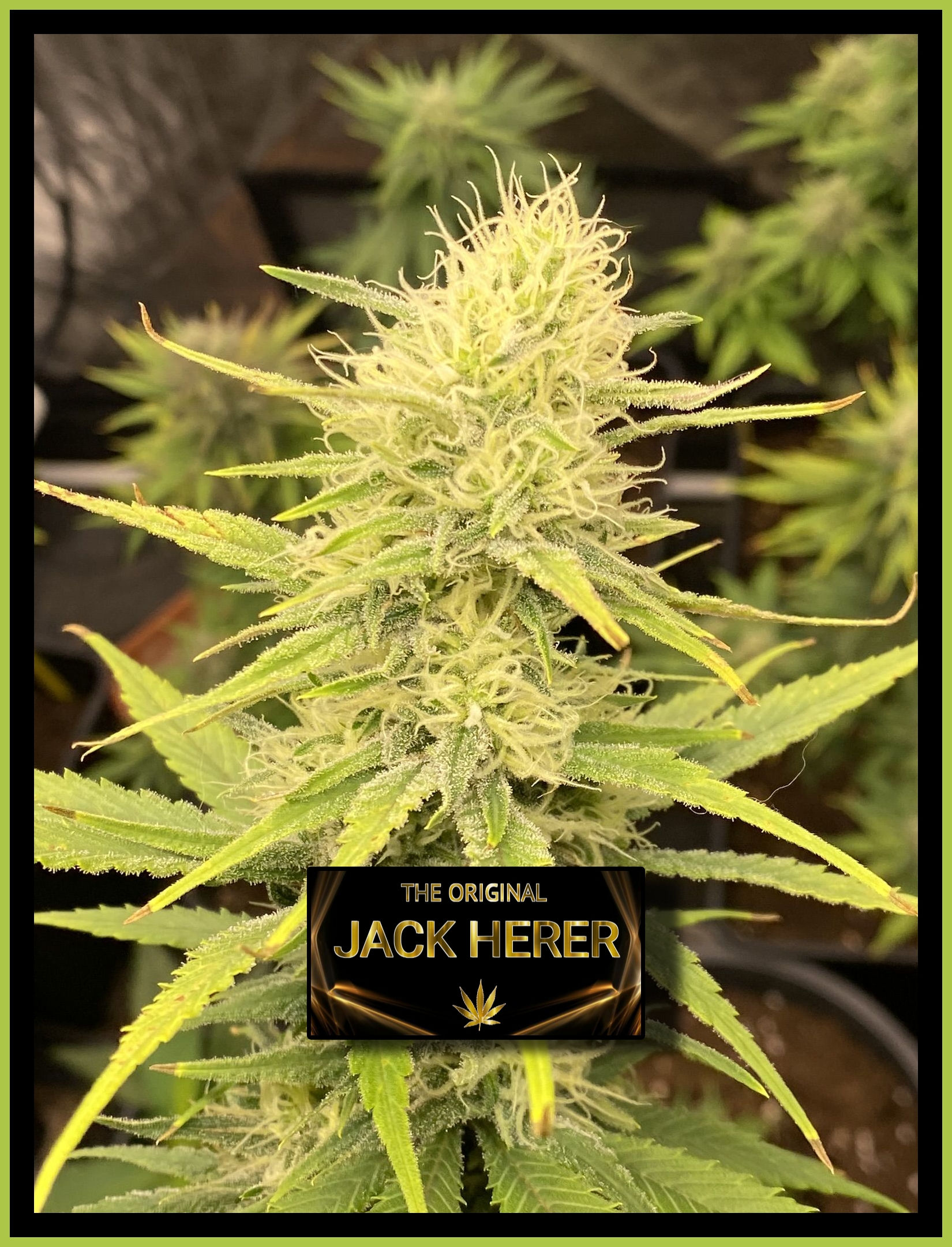 JACK HERER