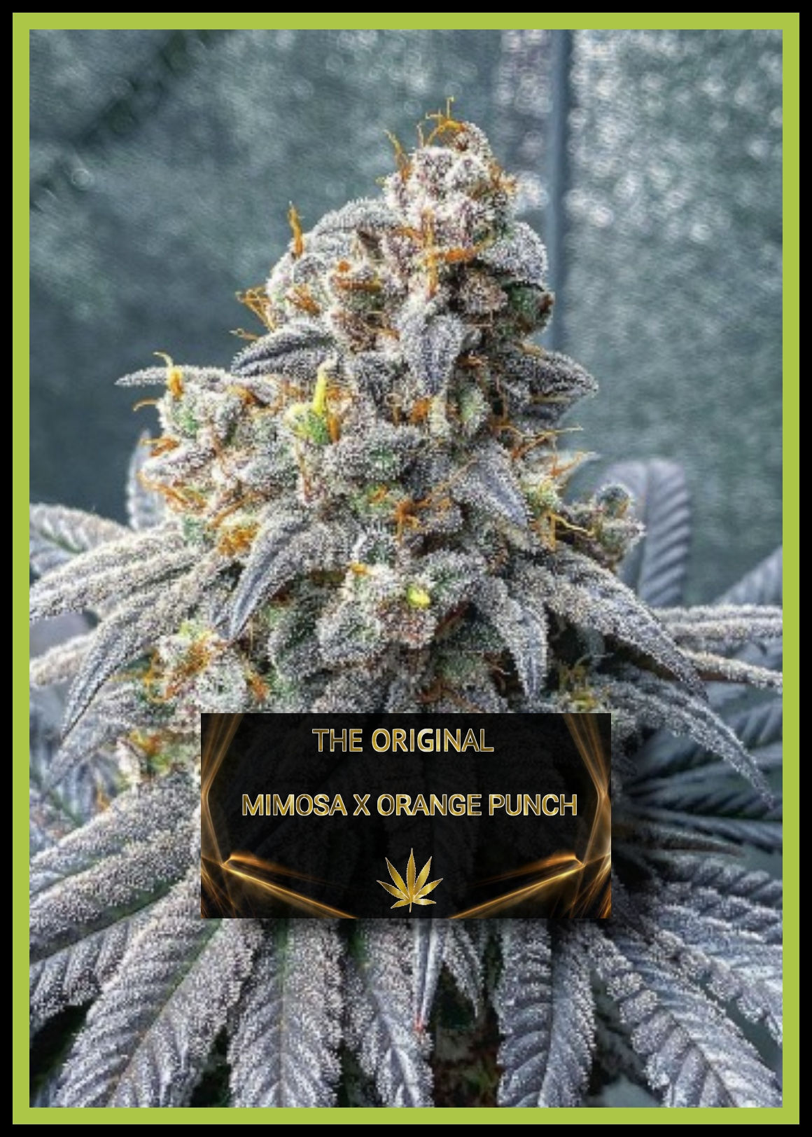 MIMOSA X ORANGE PUNCH