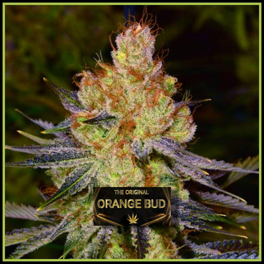 ORANGE BUD