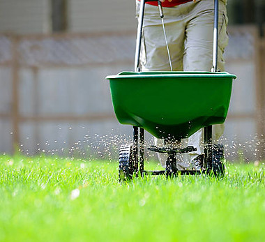 A hand spreading fertilizer granules over a lawn.jpg