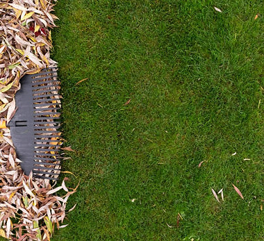 Raked leaves piled on a lawn.jpg