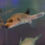 Thumbnail: Dogface Puffer Fish