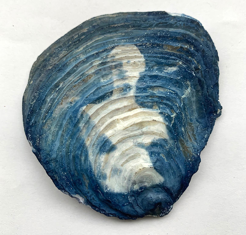photo art alternativ cyanotype huitre venus milo