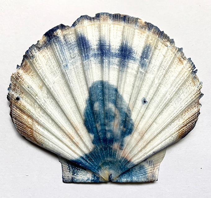 photo cyanotype seashell figurehead