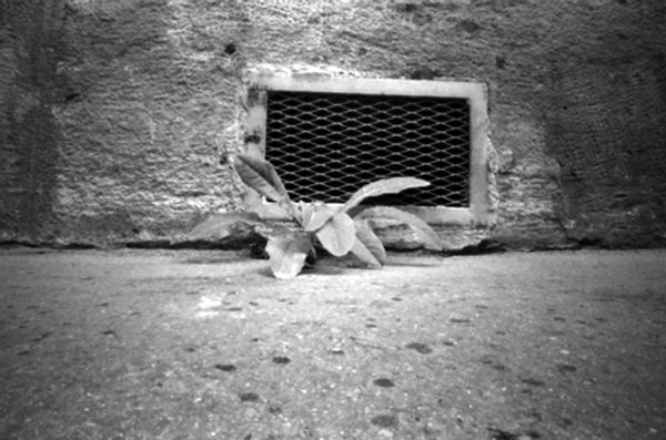 photo art botaniste quartier latin paris
