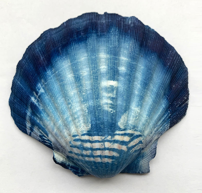 photo art alternativ cyanotype seashell Kirk Douglas