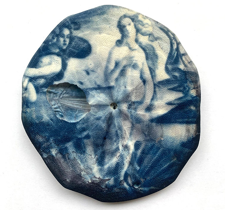 photo alternative cyanotype oursin venus botticelli