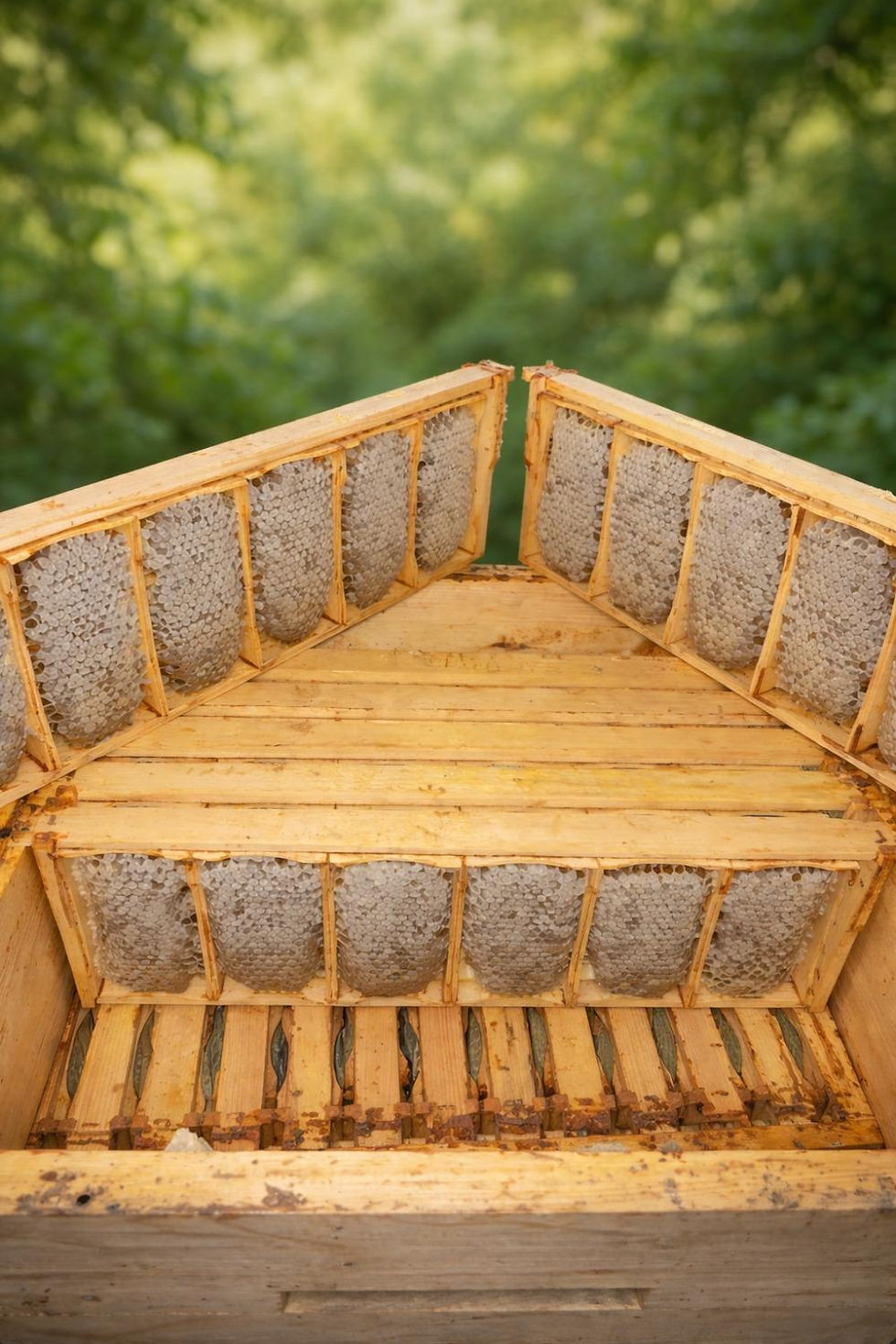 sekciju šūnu medus rāmīši