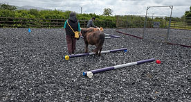 ponies on course.jpg