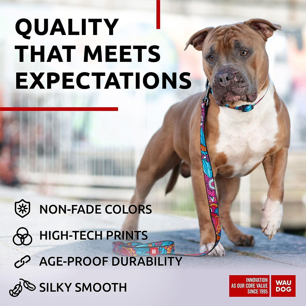 Thumbnail: Nylon Dog Leash for Medium and Large Dogs 4 Ft x 1 inch Wide Summer Color
