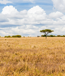 savana in piemonte baraggia